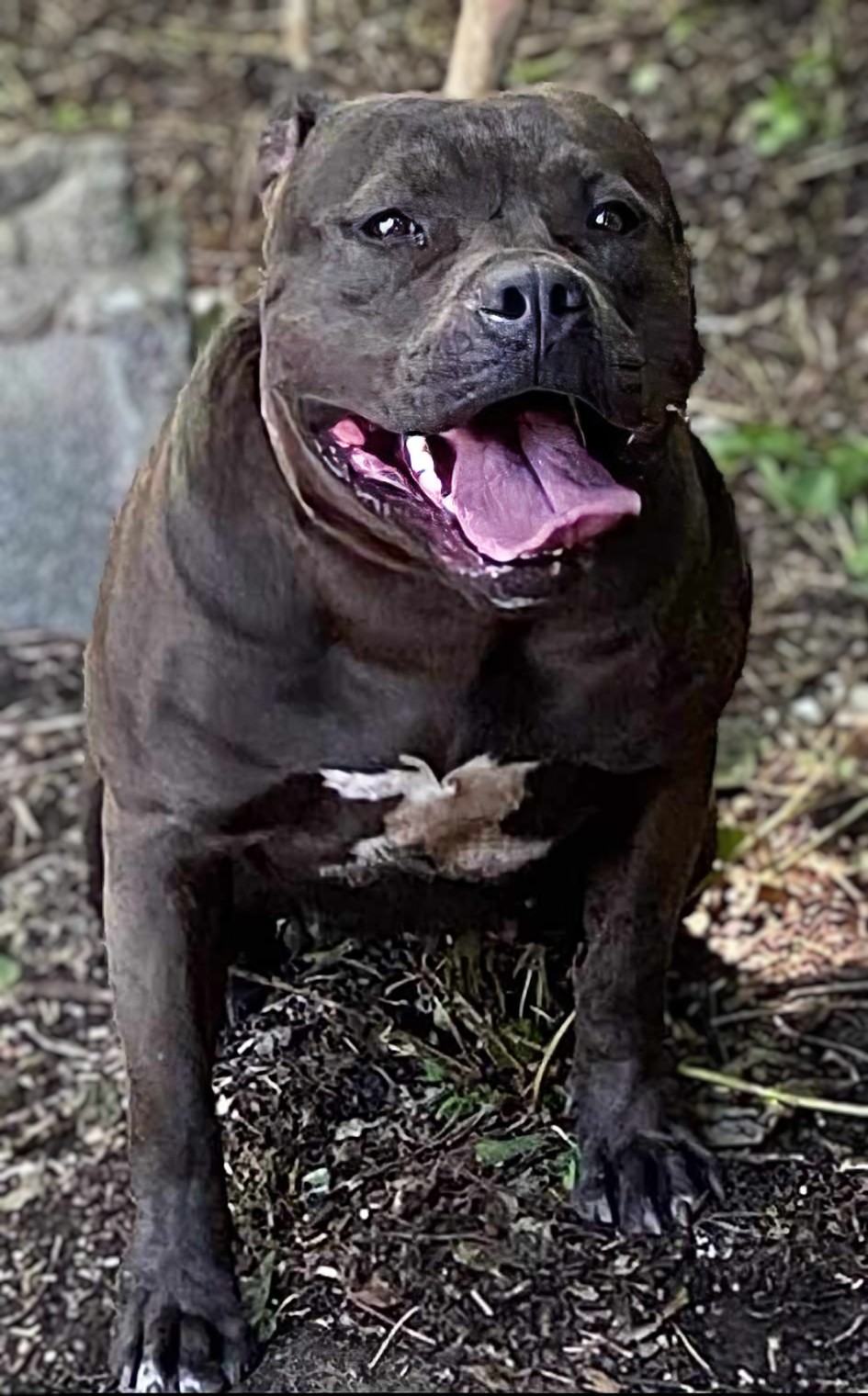 Dog Featured Image