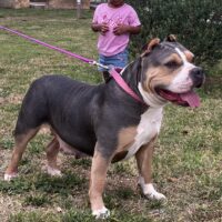 Dog Featured Image