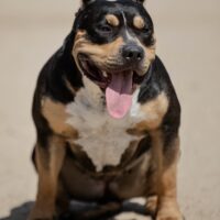 Dog Featured Image