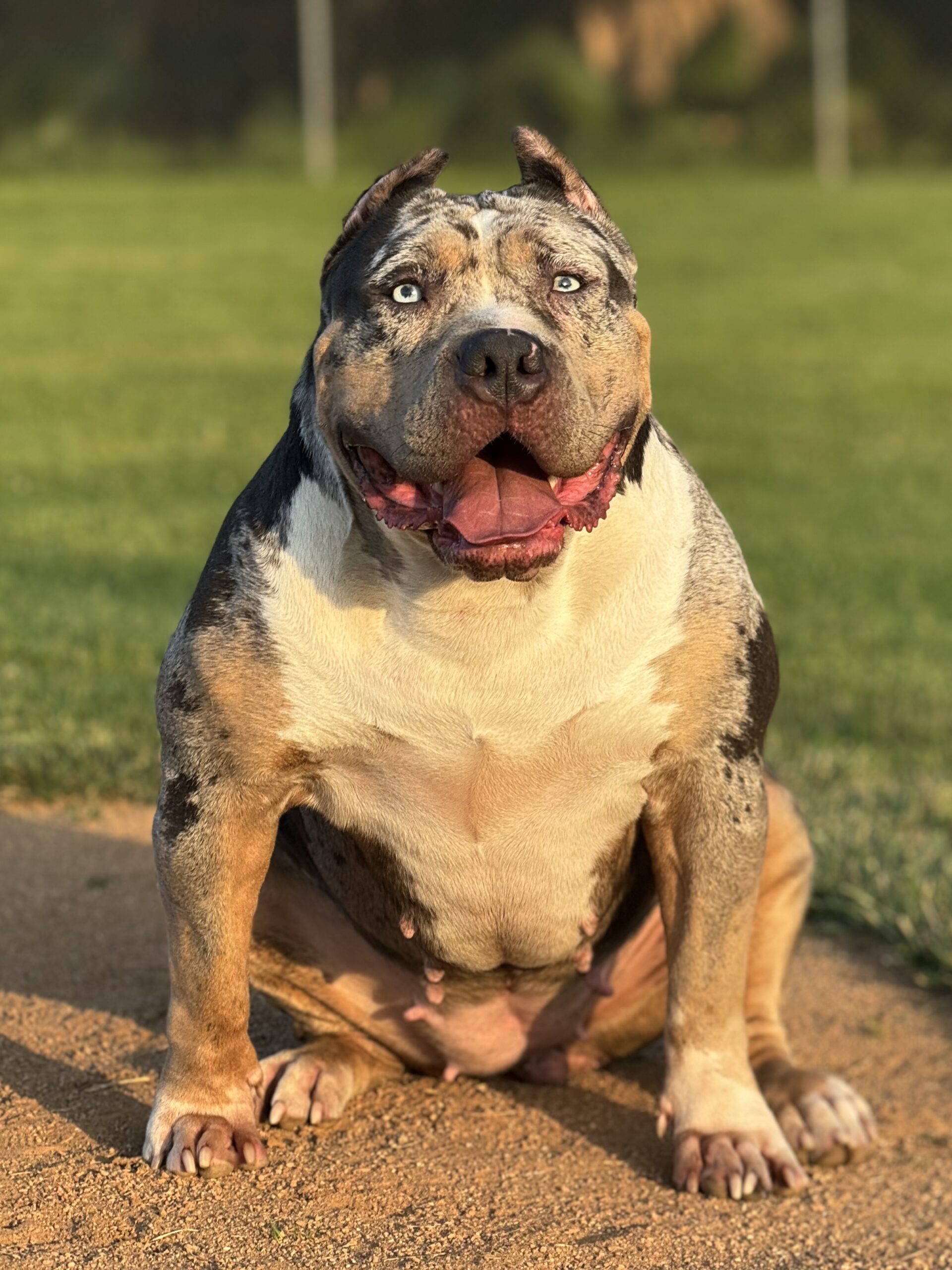 Dog Featured Image