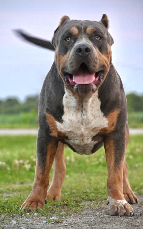 Dog Featured Image
