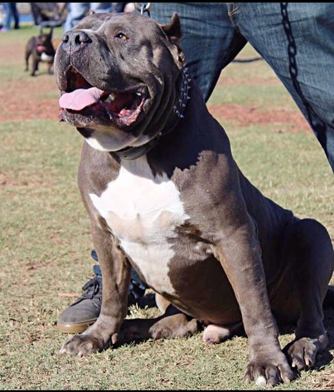 Dog Featured Image