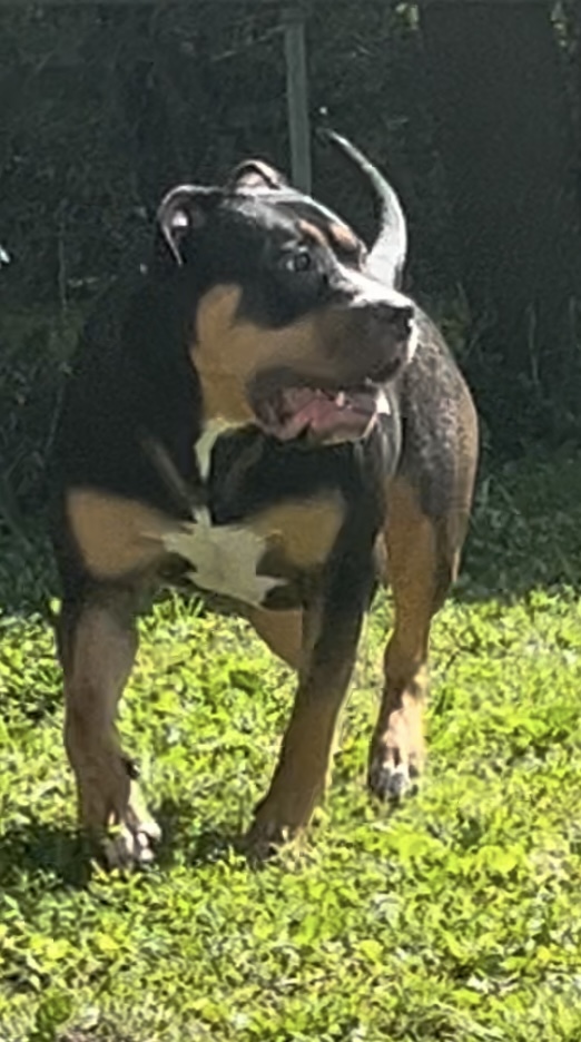 Dog Featured Image