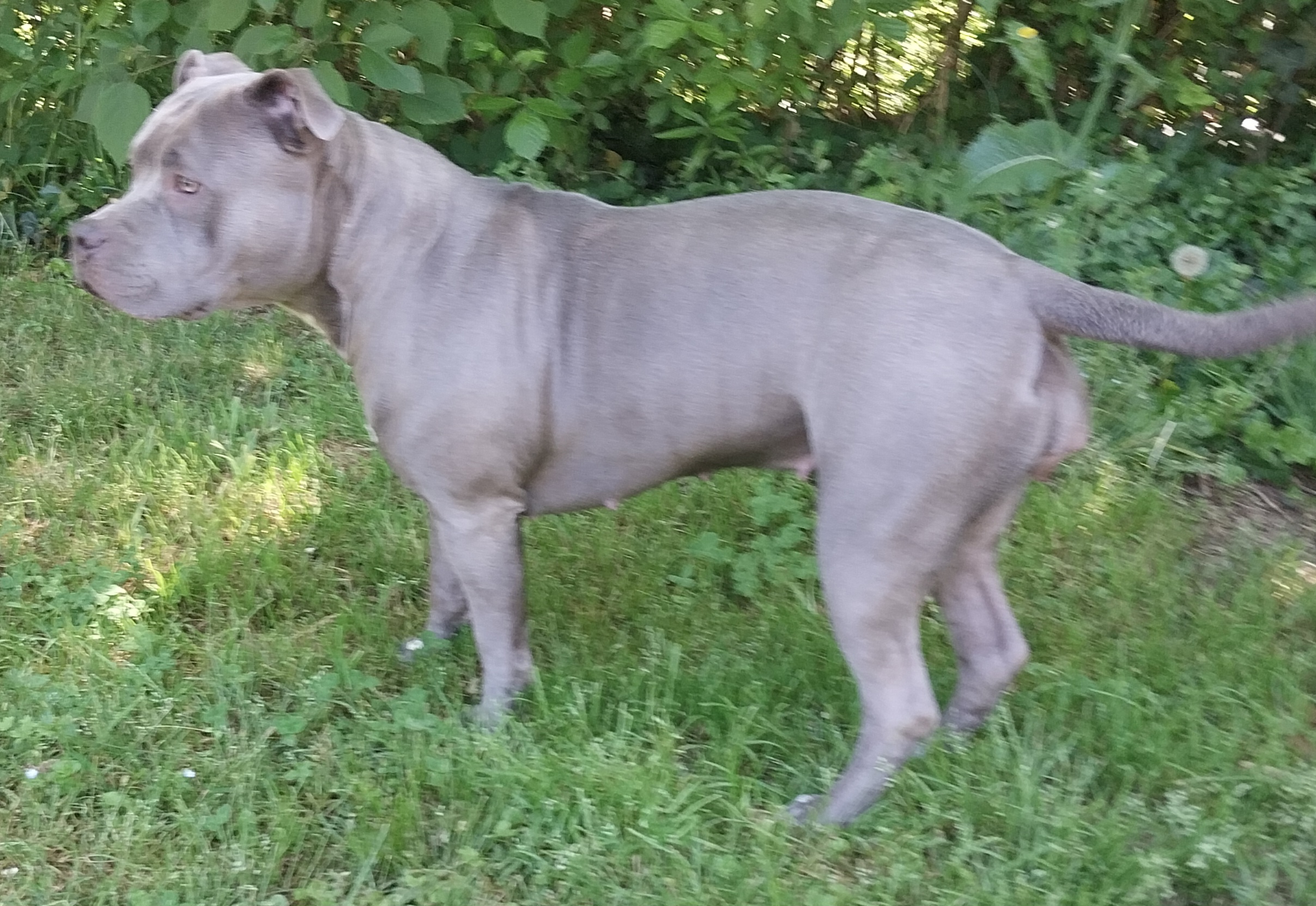 Dog Featured Image