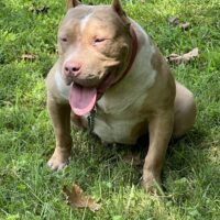 Dog Featured Image