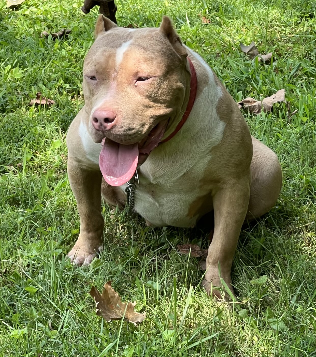 Dog Featured Image