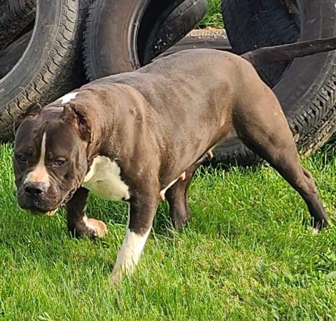 Dog Featured Image