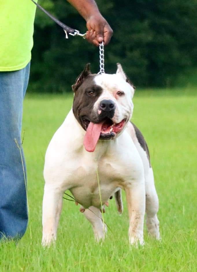 Dog Featured Image