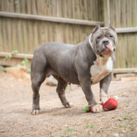 Dog Featured Image