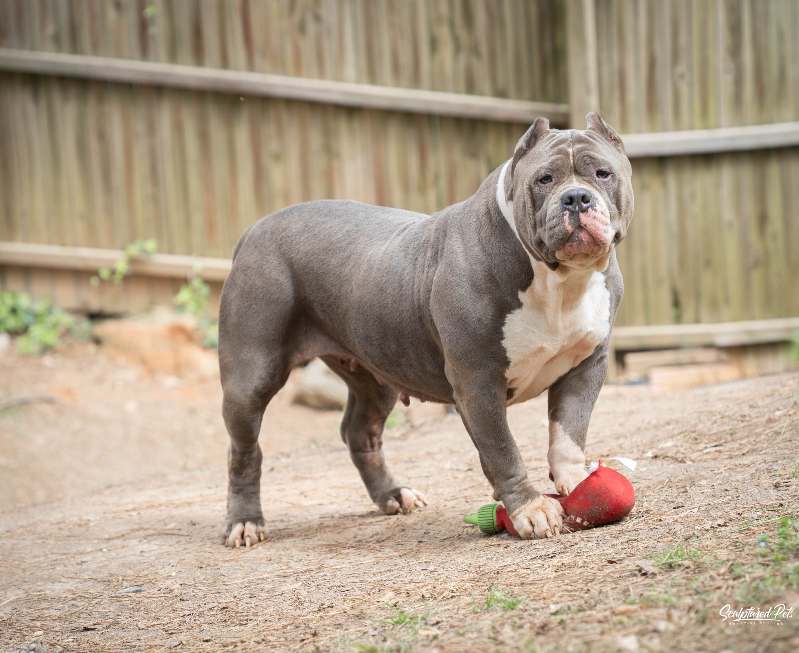 Dog Featured Image