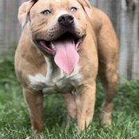 Dog Featured Image