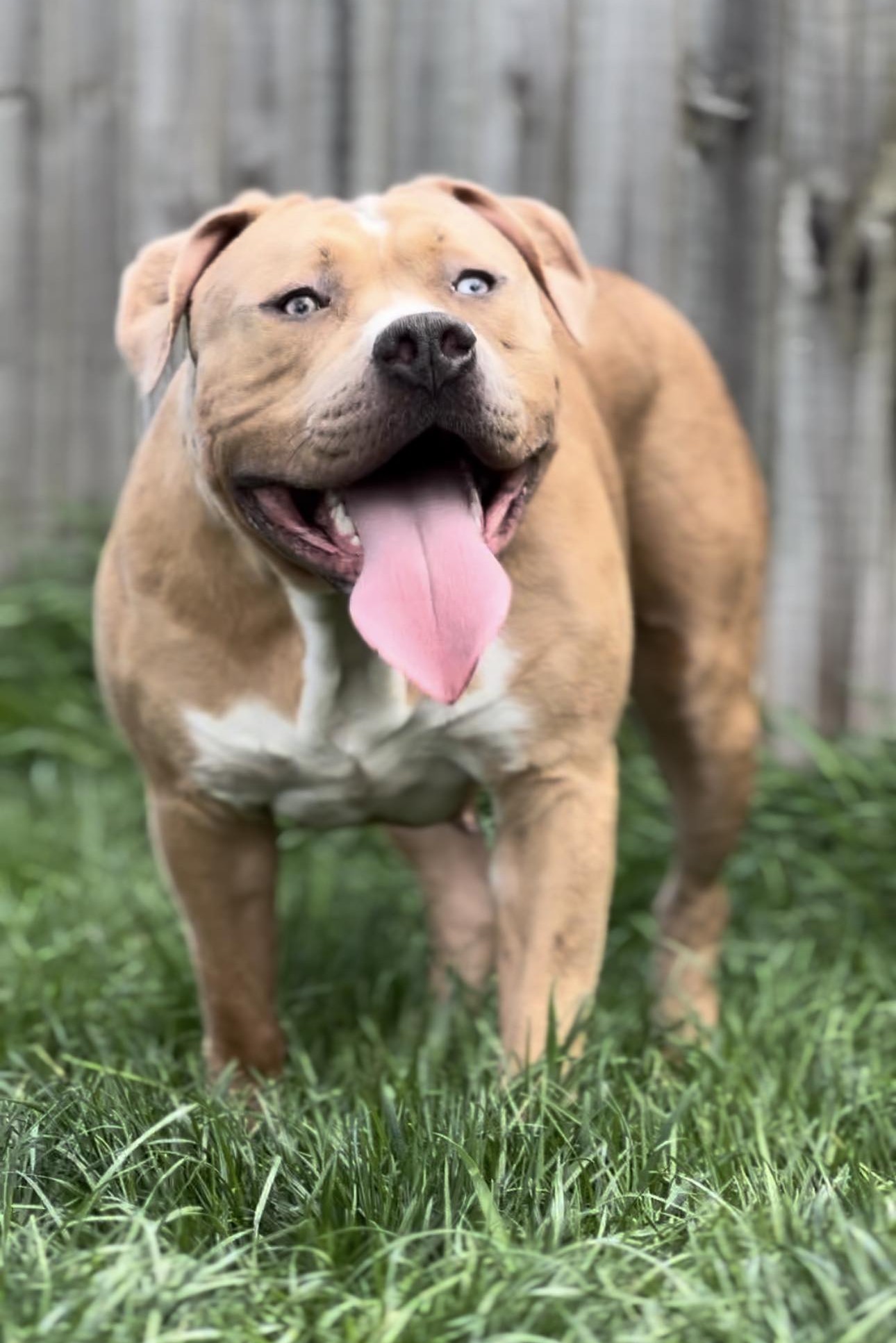 Dog Featured Image