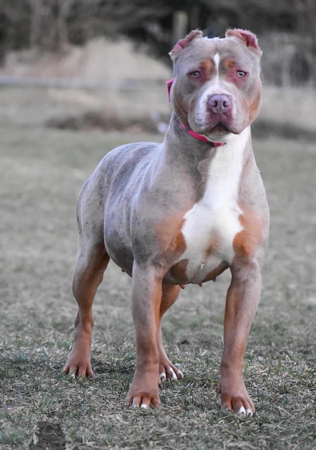 Dog Featured Image