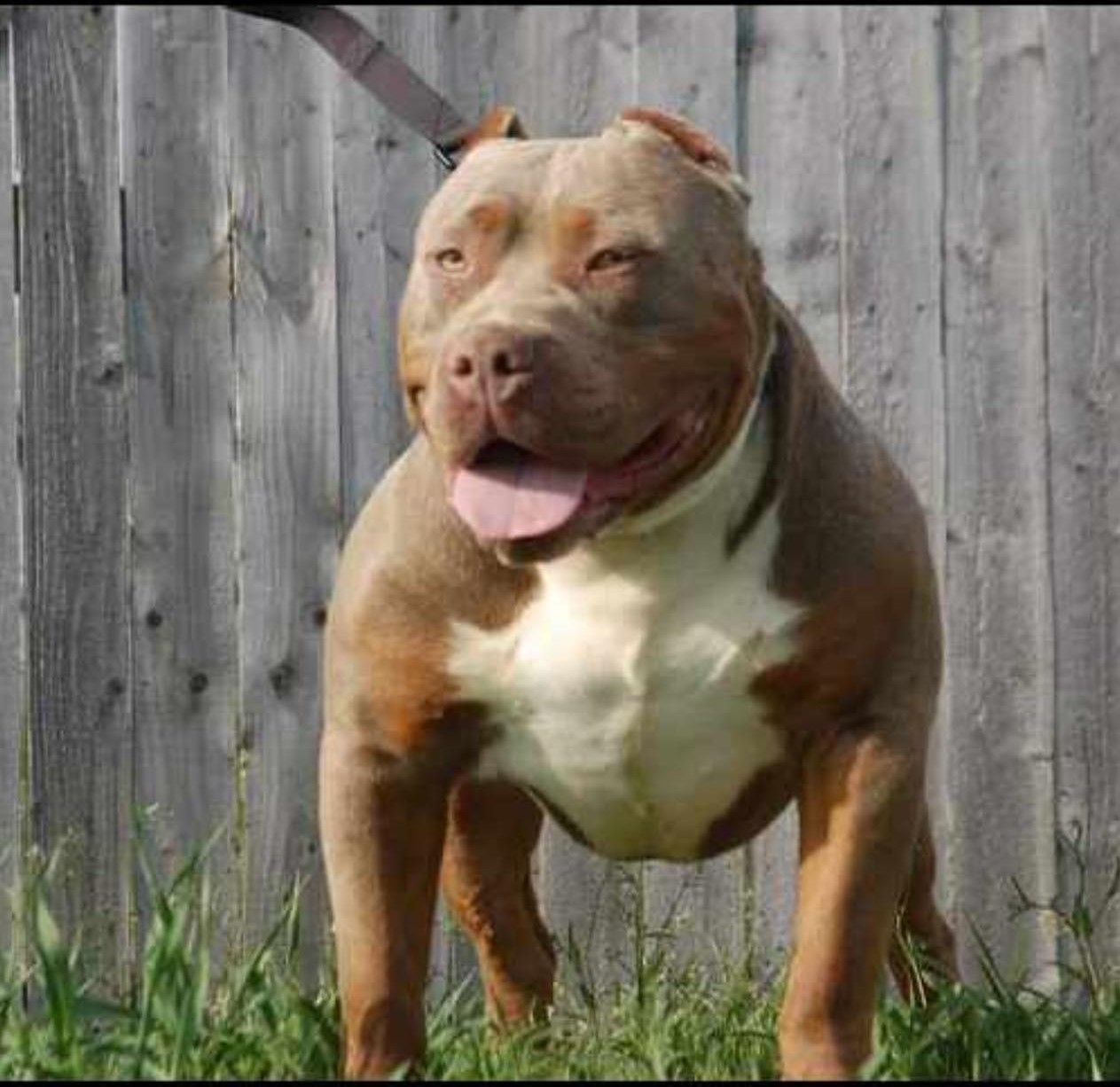 Dog Featured Image