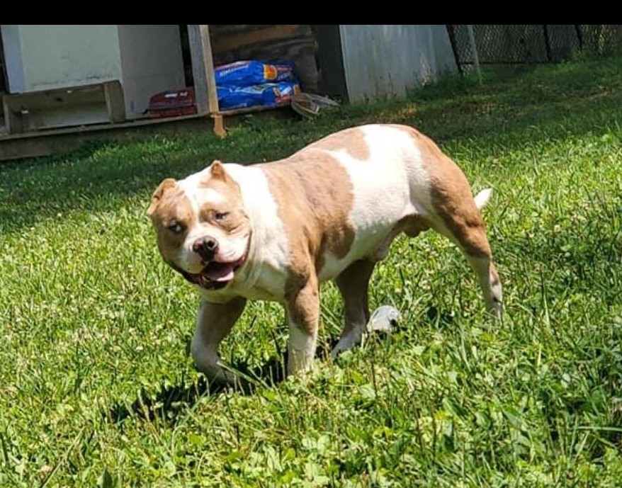 Dog Featured Image