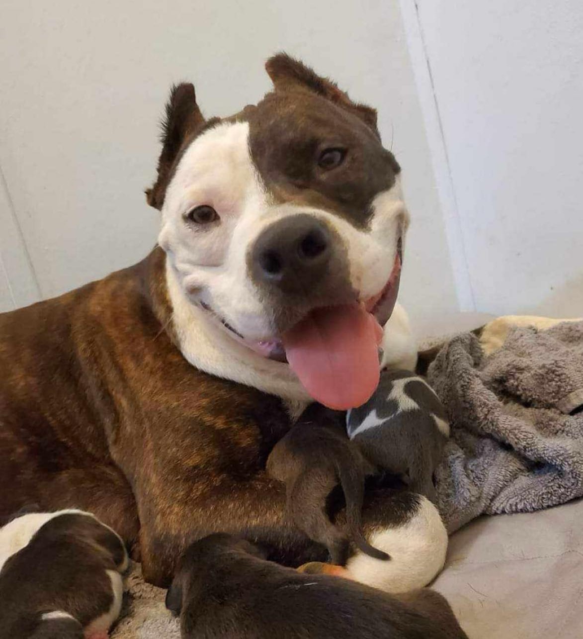 Dog Featured Image