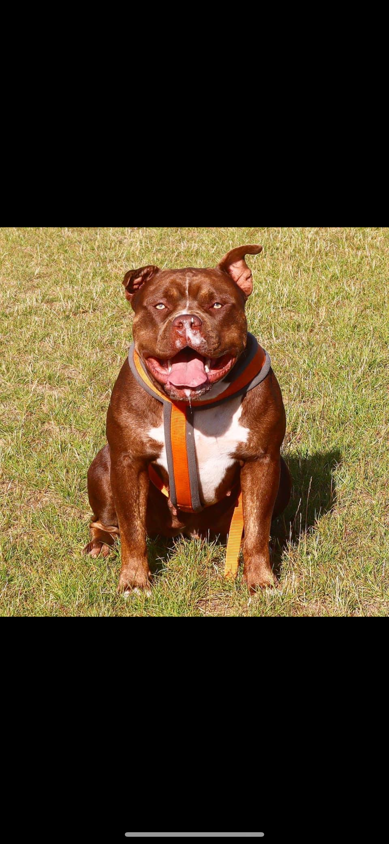 Dog Featured Image