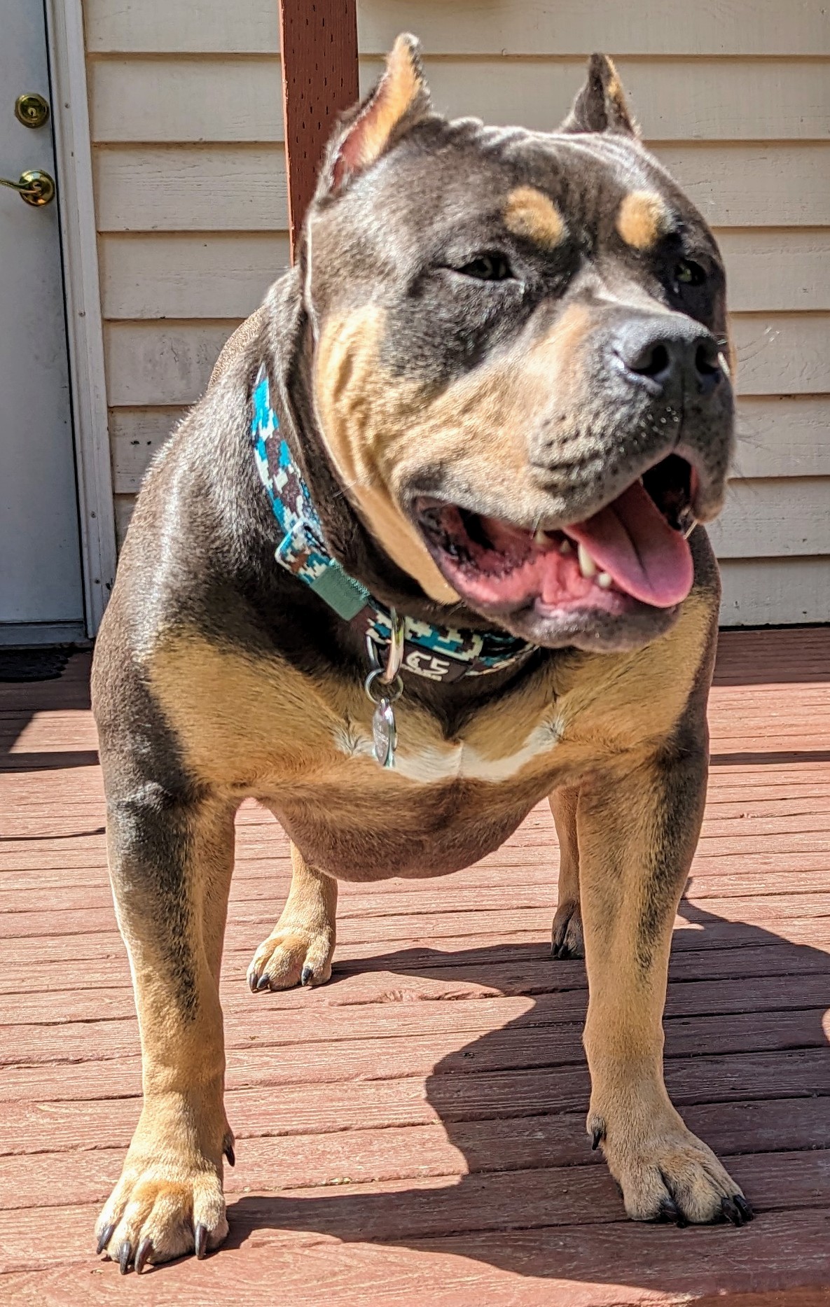 Dog Featured Image
