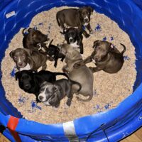 Dog Featured Image