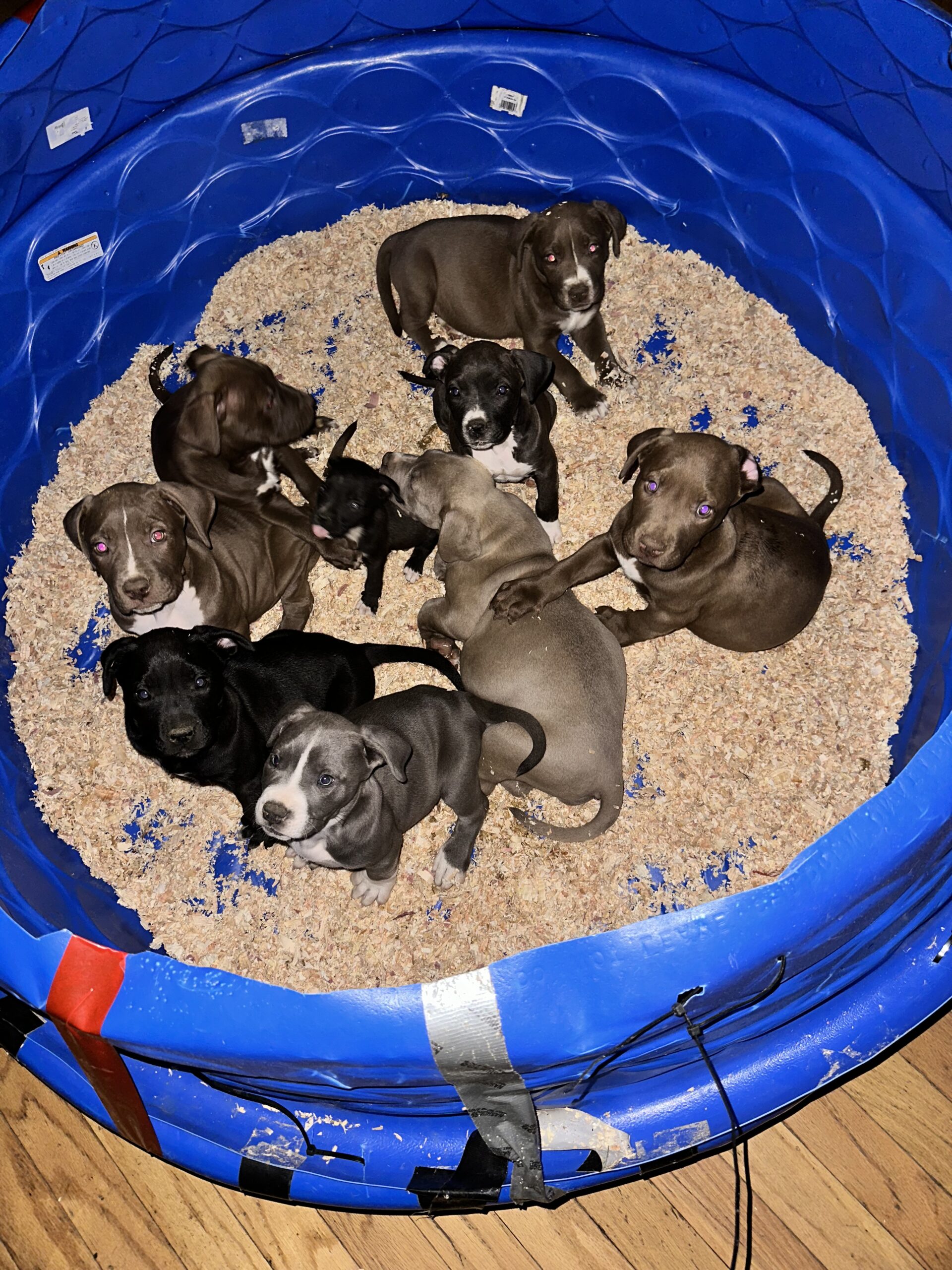 Dog Featured Image