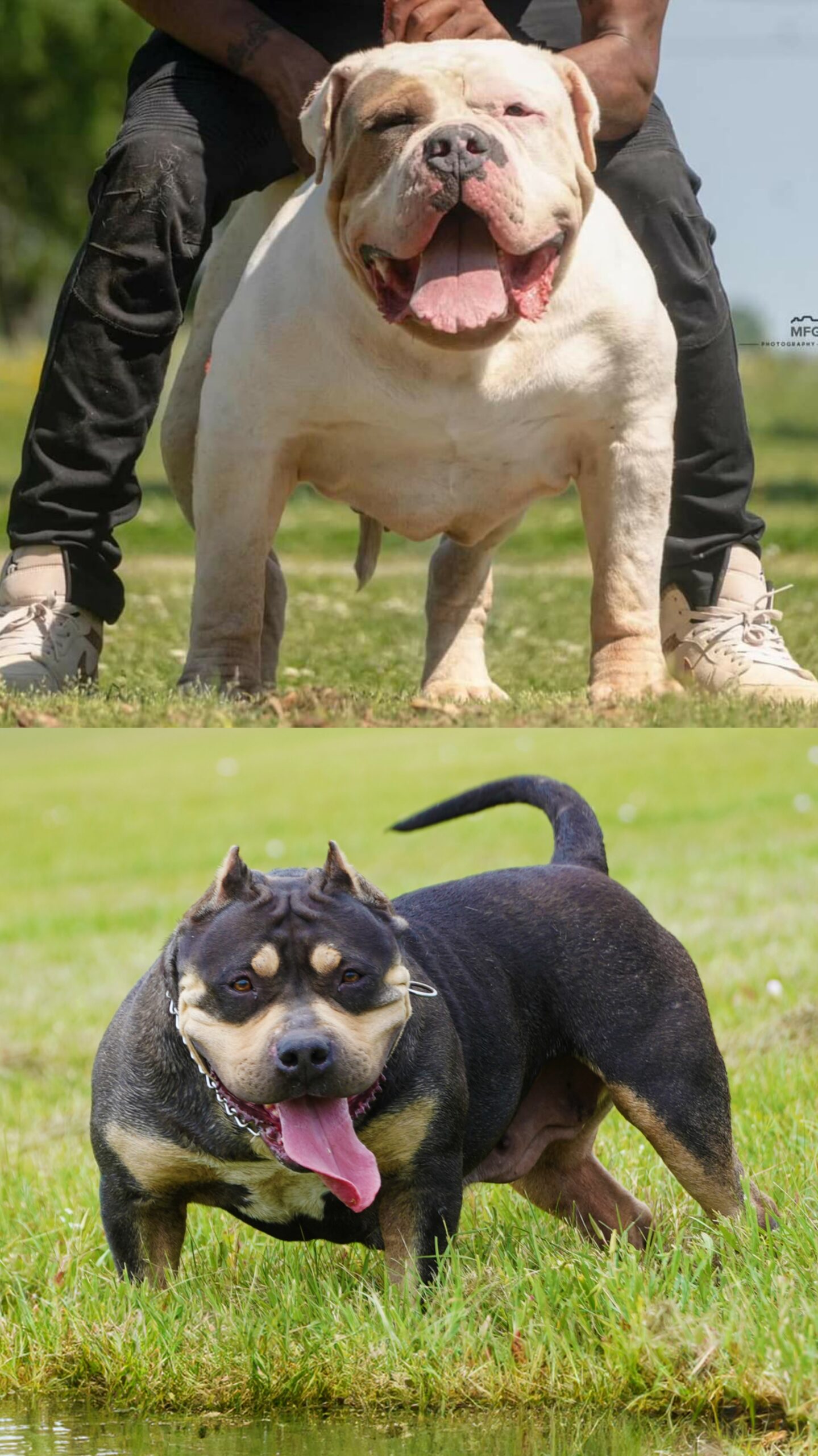 Dog Featured Image