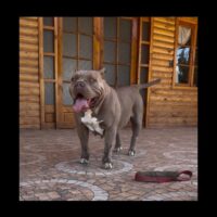 Dog Featured Image