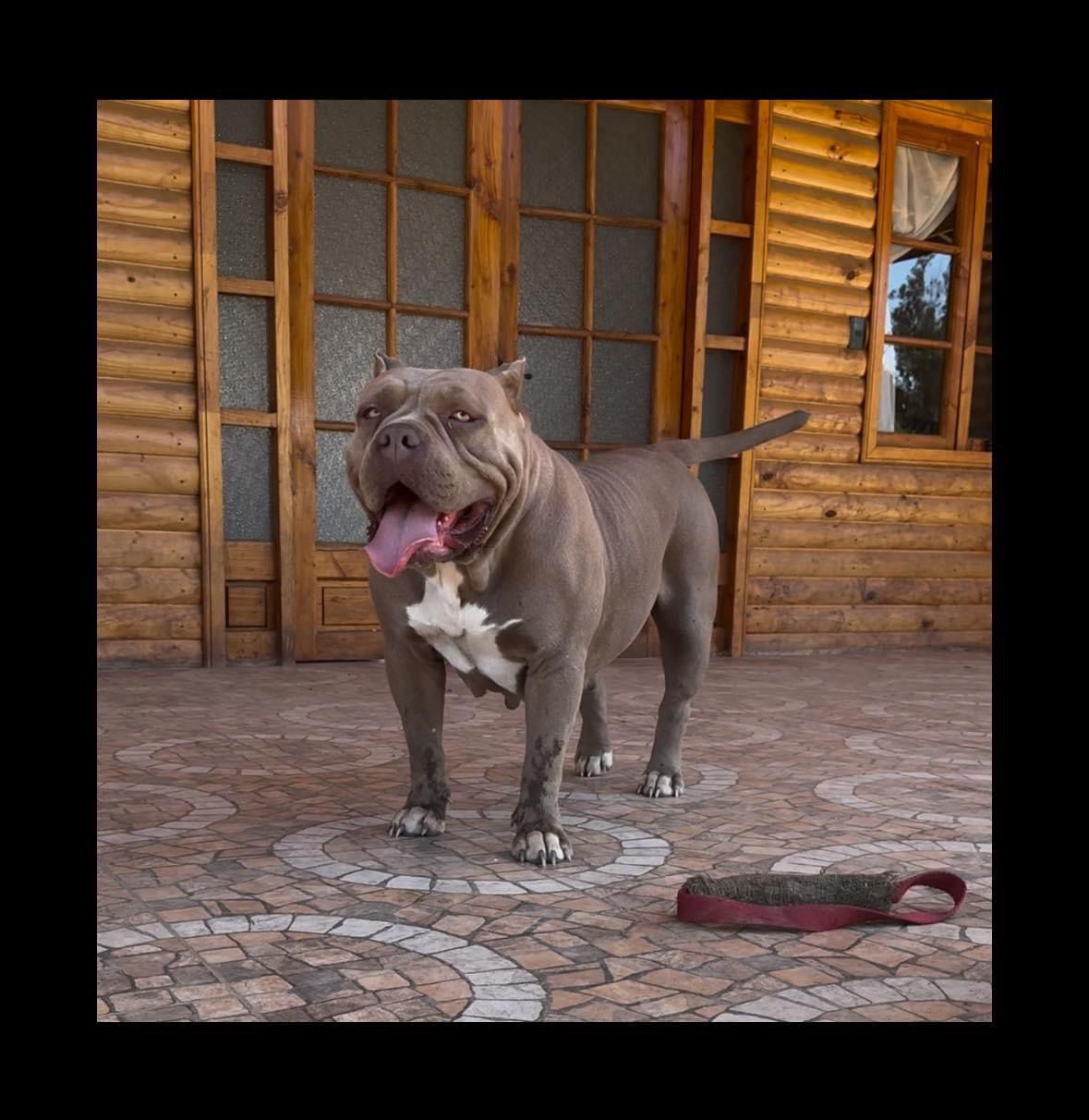 Dog Featured Image