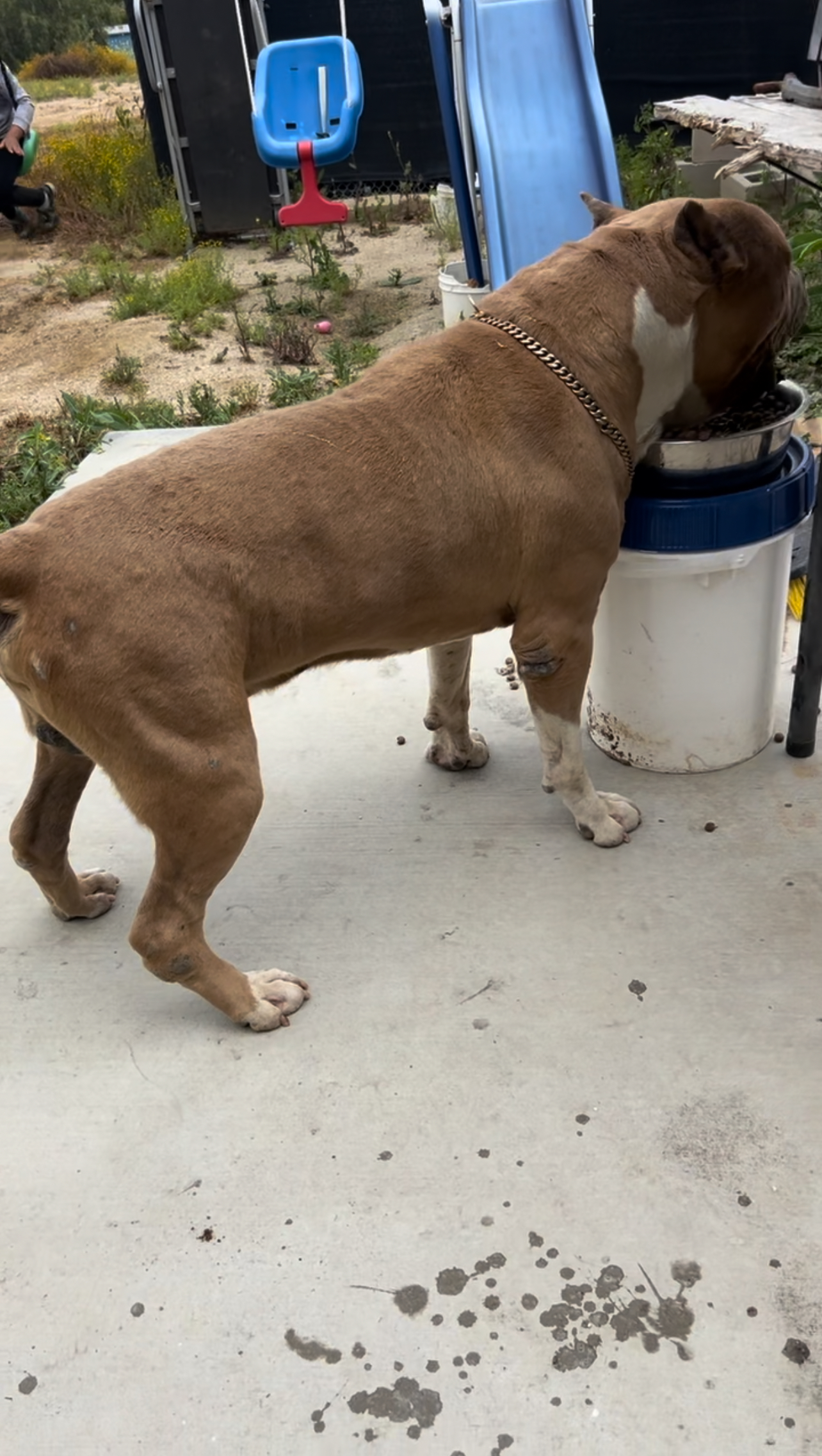 Dog Featured Image