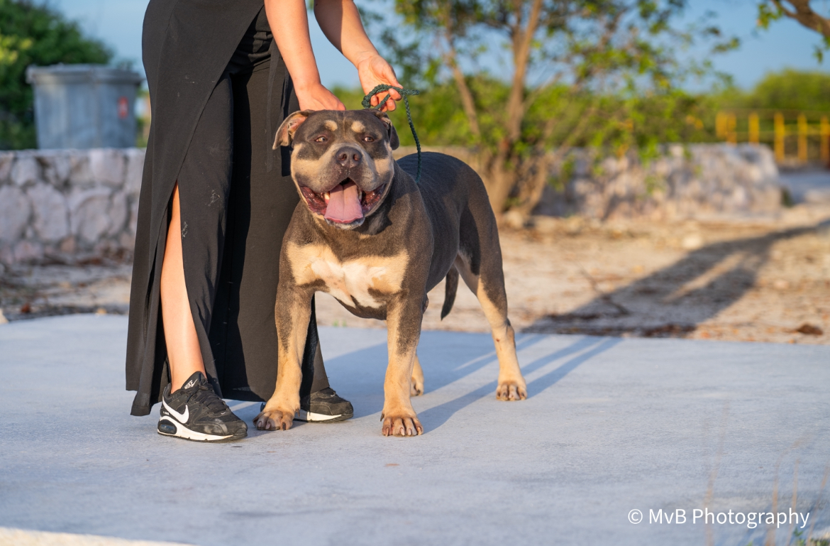 Dog Featured Image