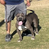 Dog Featured Image
