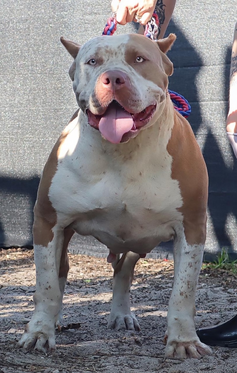 Dog Featured Image