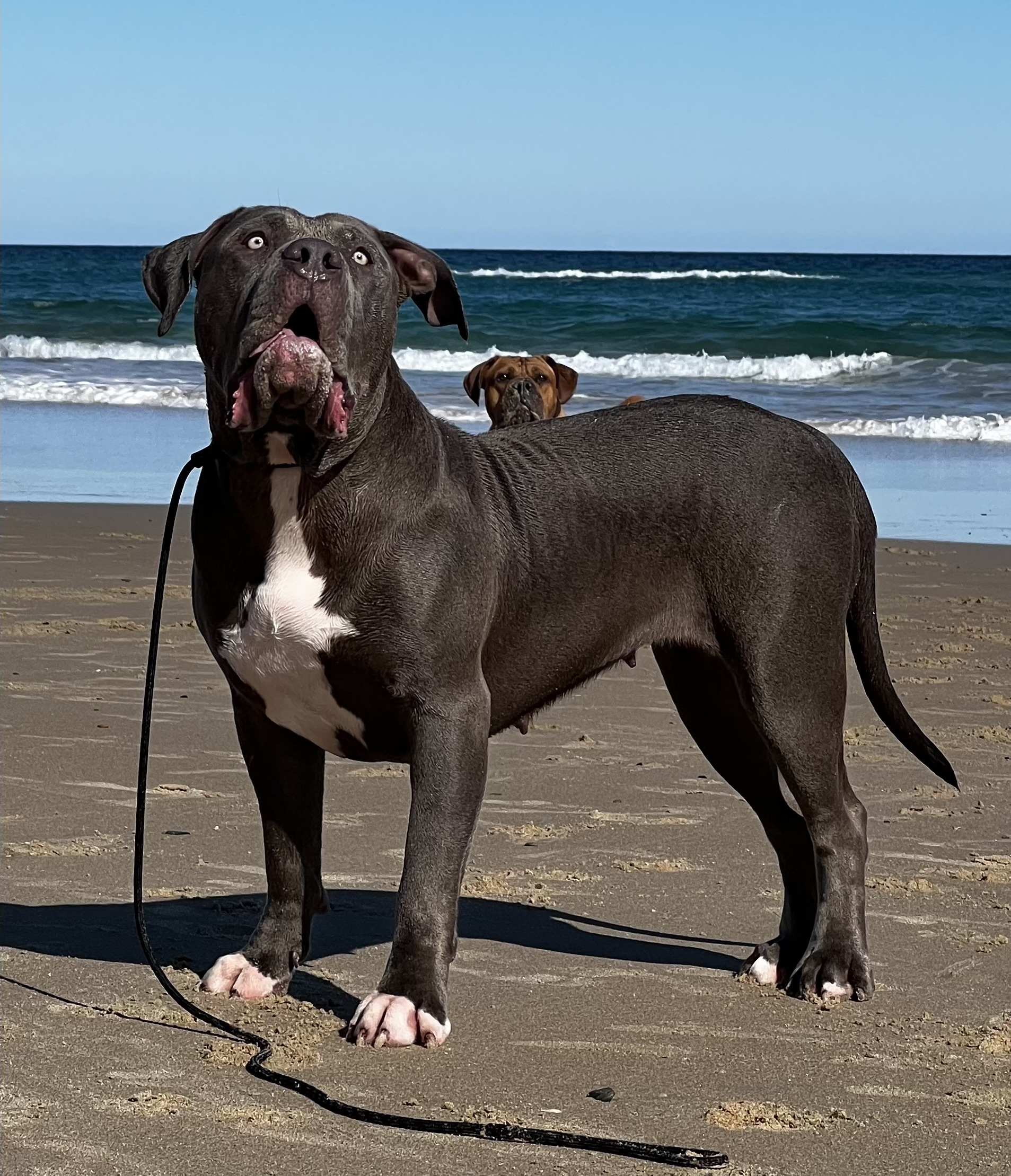 Dog Featured Image