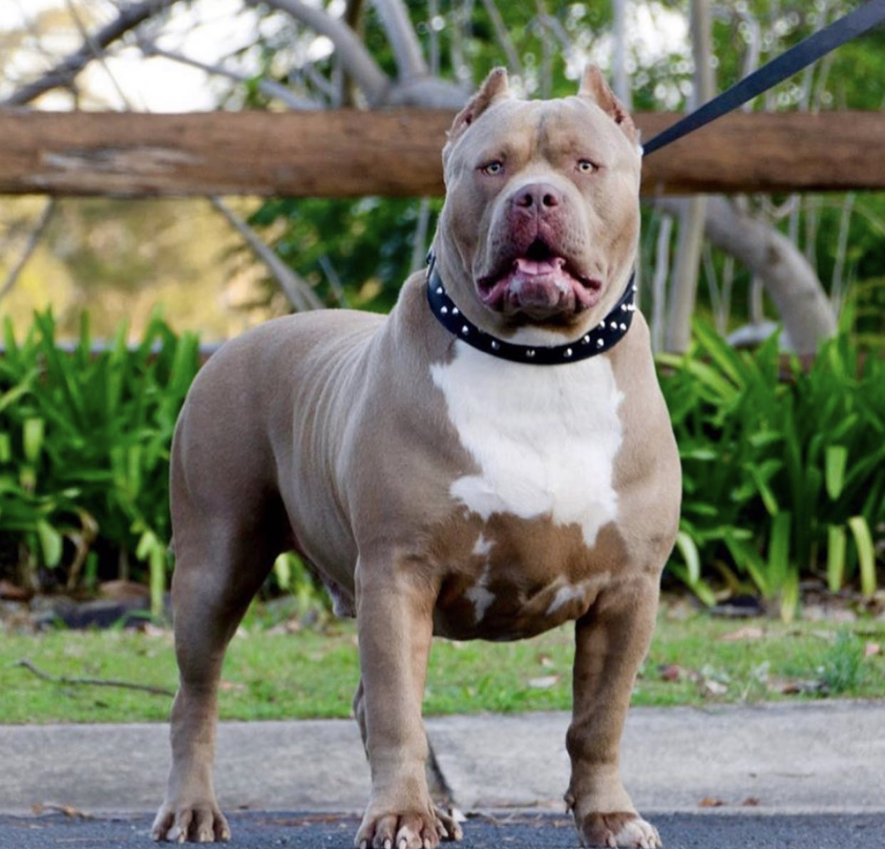 Dog Featured Image