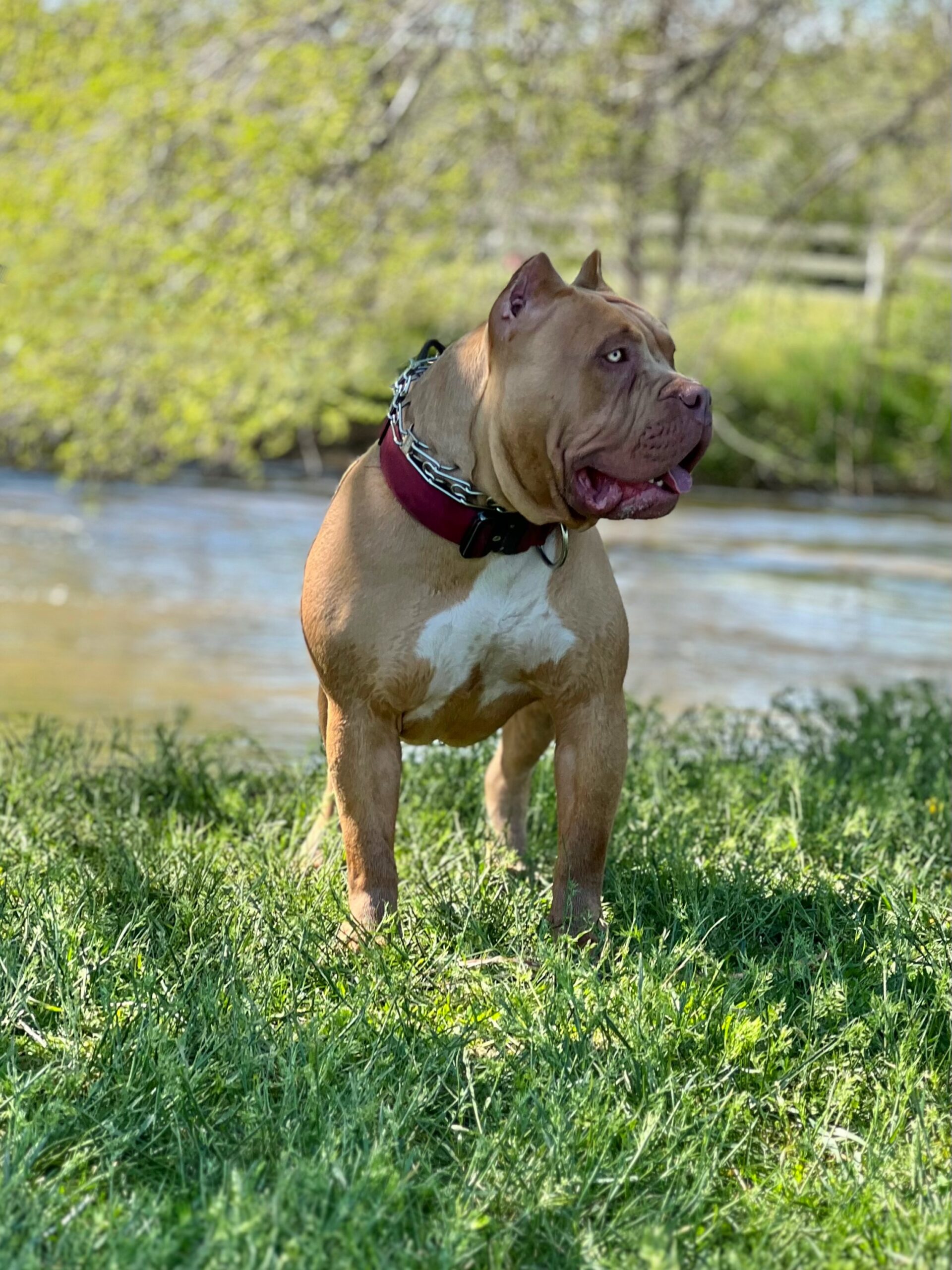 Dog Featured Image
