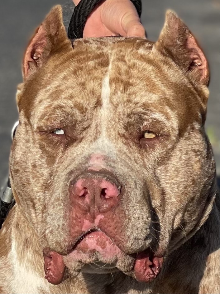 Dog Featured Image
