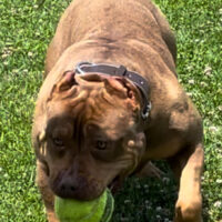 Dog Featured Image