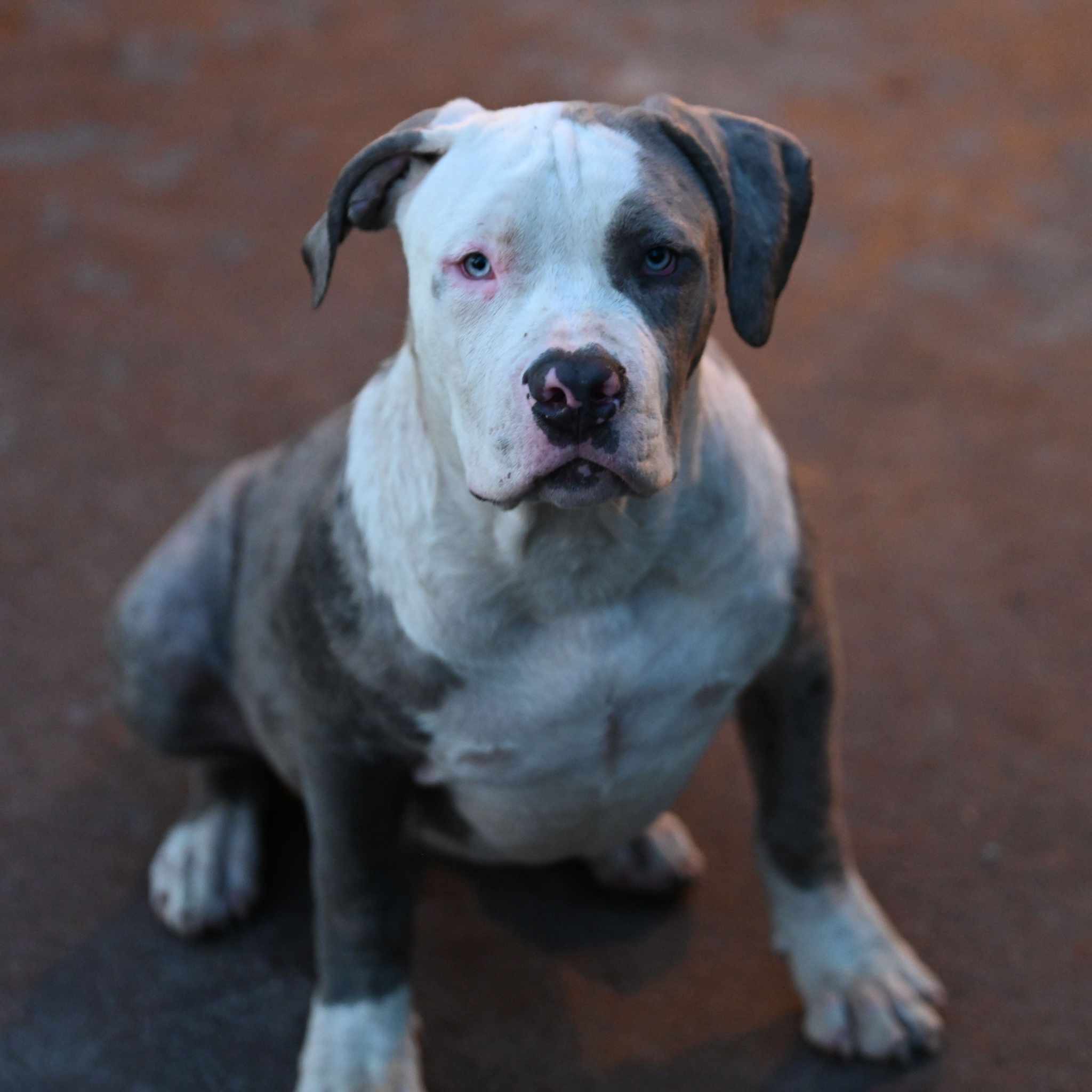 Dog Featured Image
