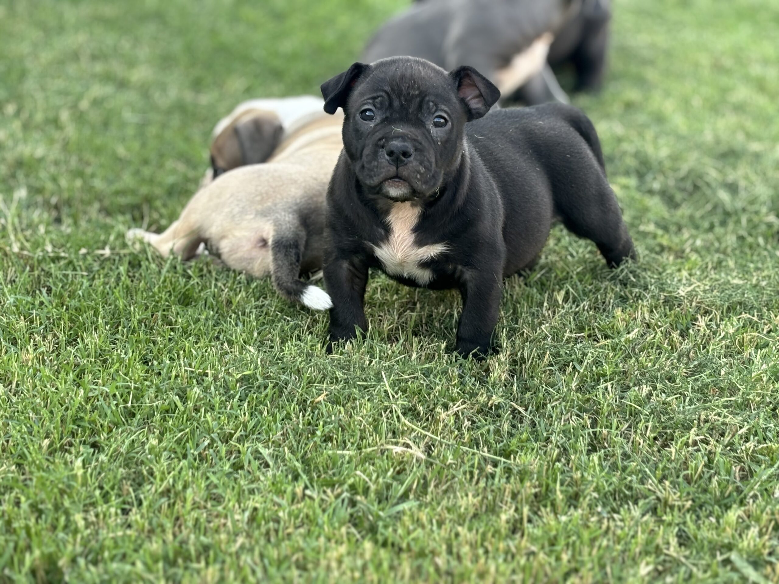 Dog Featured Image
