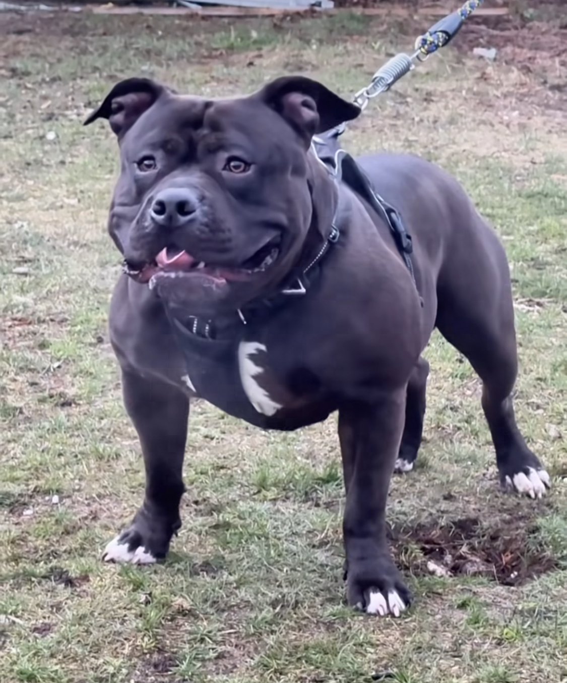 Dog Featured Image