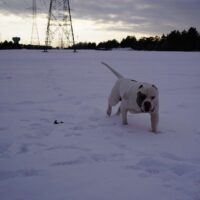 Dog Featured Image