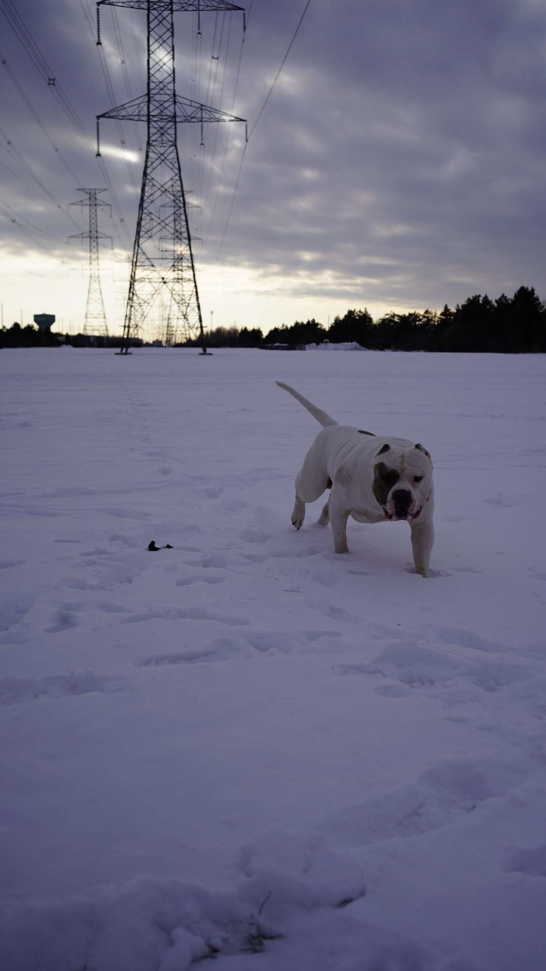 Dog Featured Image