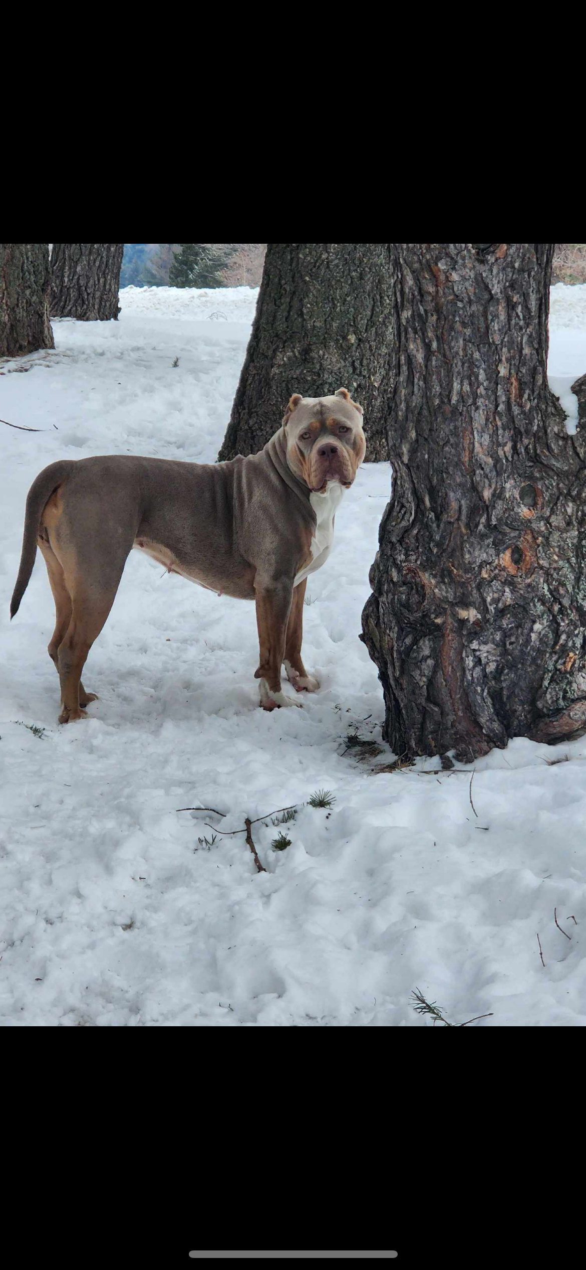Dog Featured Image