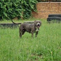 Dog Featured Image