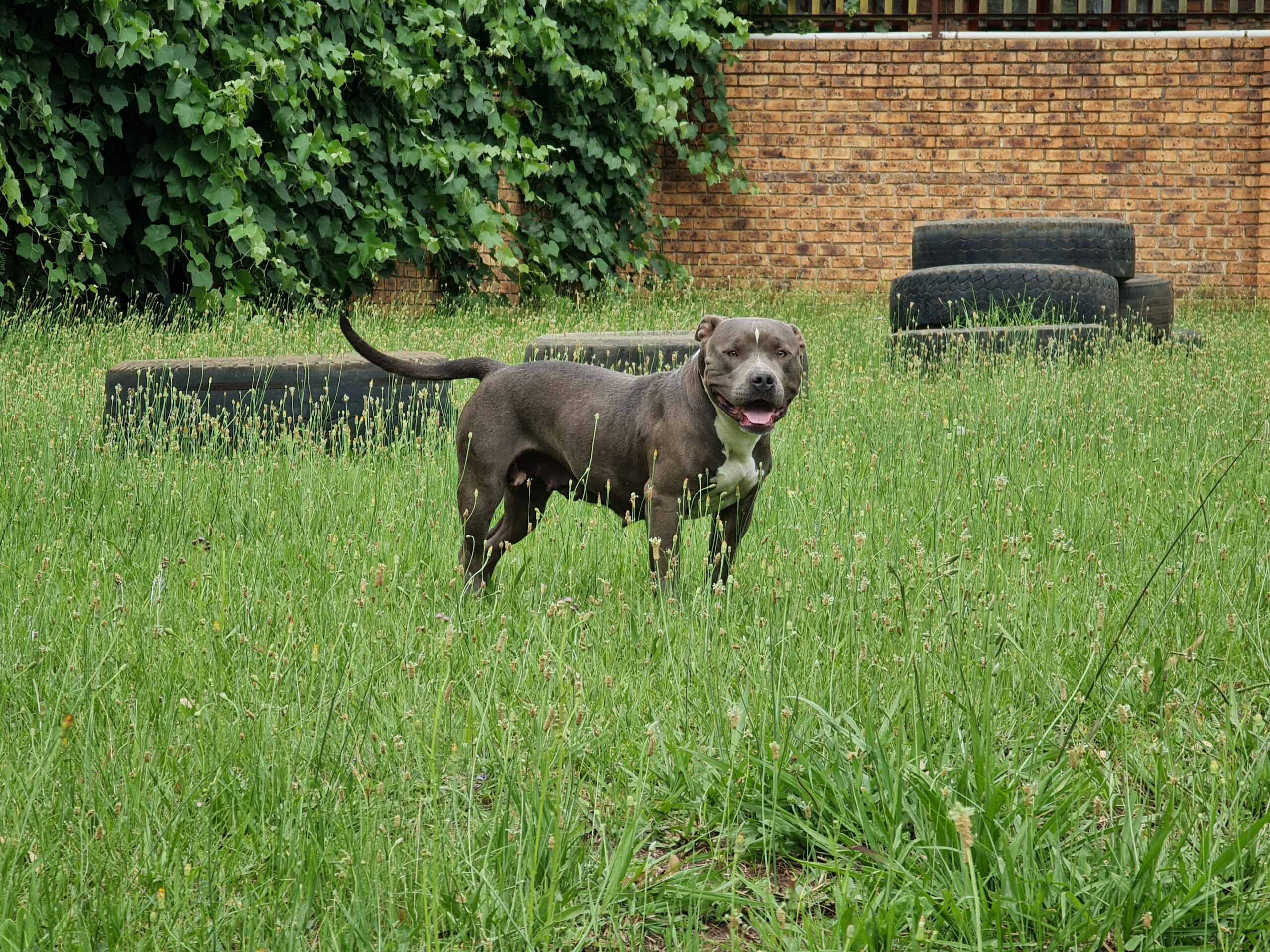 Dog Featured Image