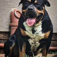 Dog Featured Image