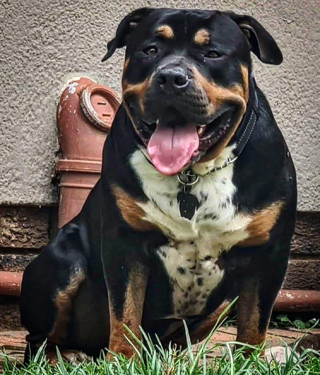 Dog Featured Image
