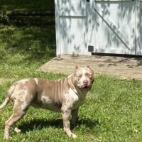 Dog Featured Image
