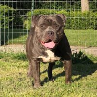 Dog Featured Image