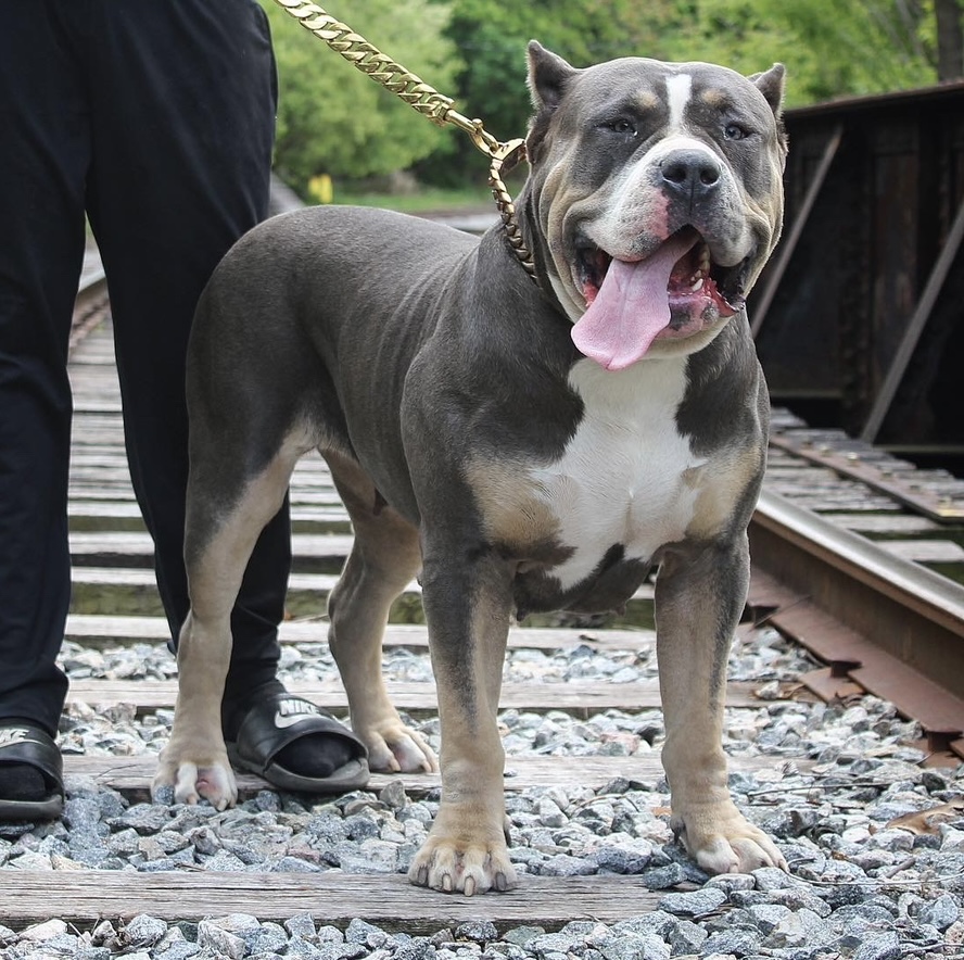 Dog Featured Image