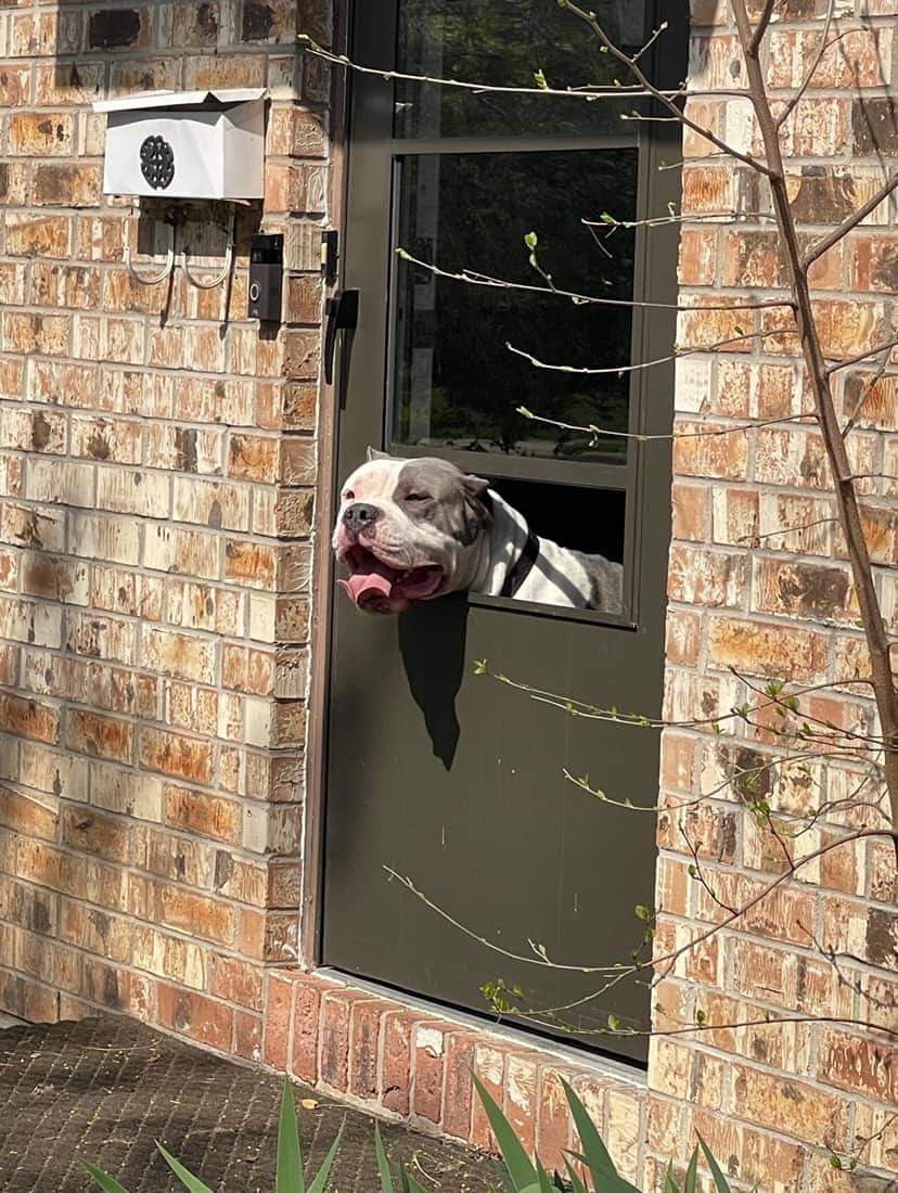 Dog Featured Image